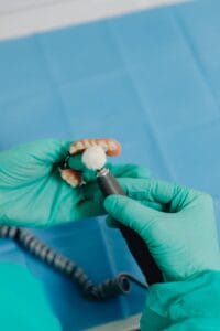 Anatomical dental model illustrating bridge and implant tooth replacement options
